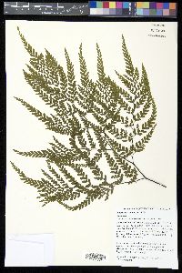 Adiantum formosum image