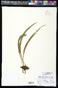 Ananthacorus angustifolius image