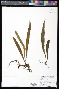 Ananthacorus angustifolius image