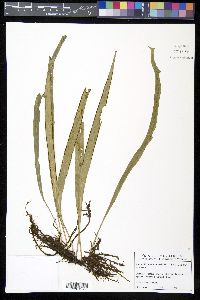Ananthacorus angustifolius image