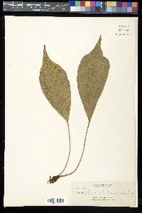 Antrophyum plantagineum image