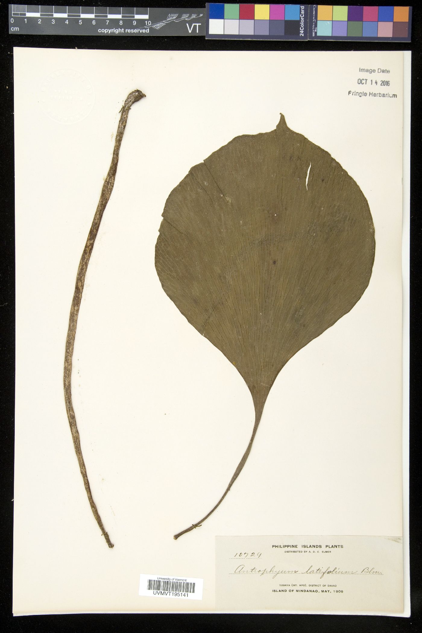 Antrophyum latifolium image