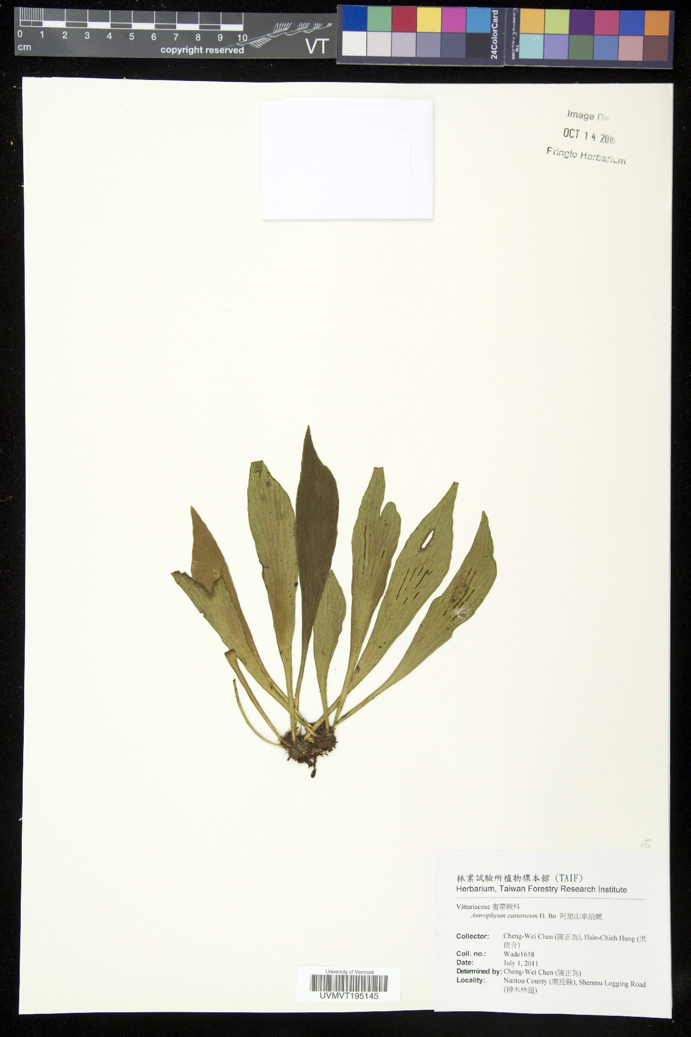 Antrophyum castaneum image
