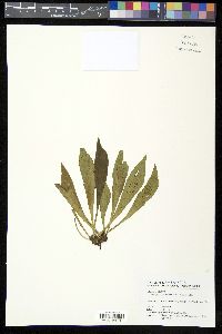 Antrophyum castaneum image