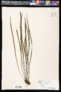 Haplopteris taeniophylla image