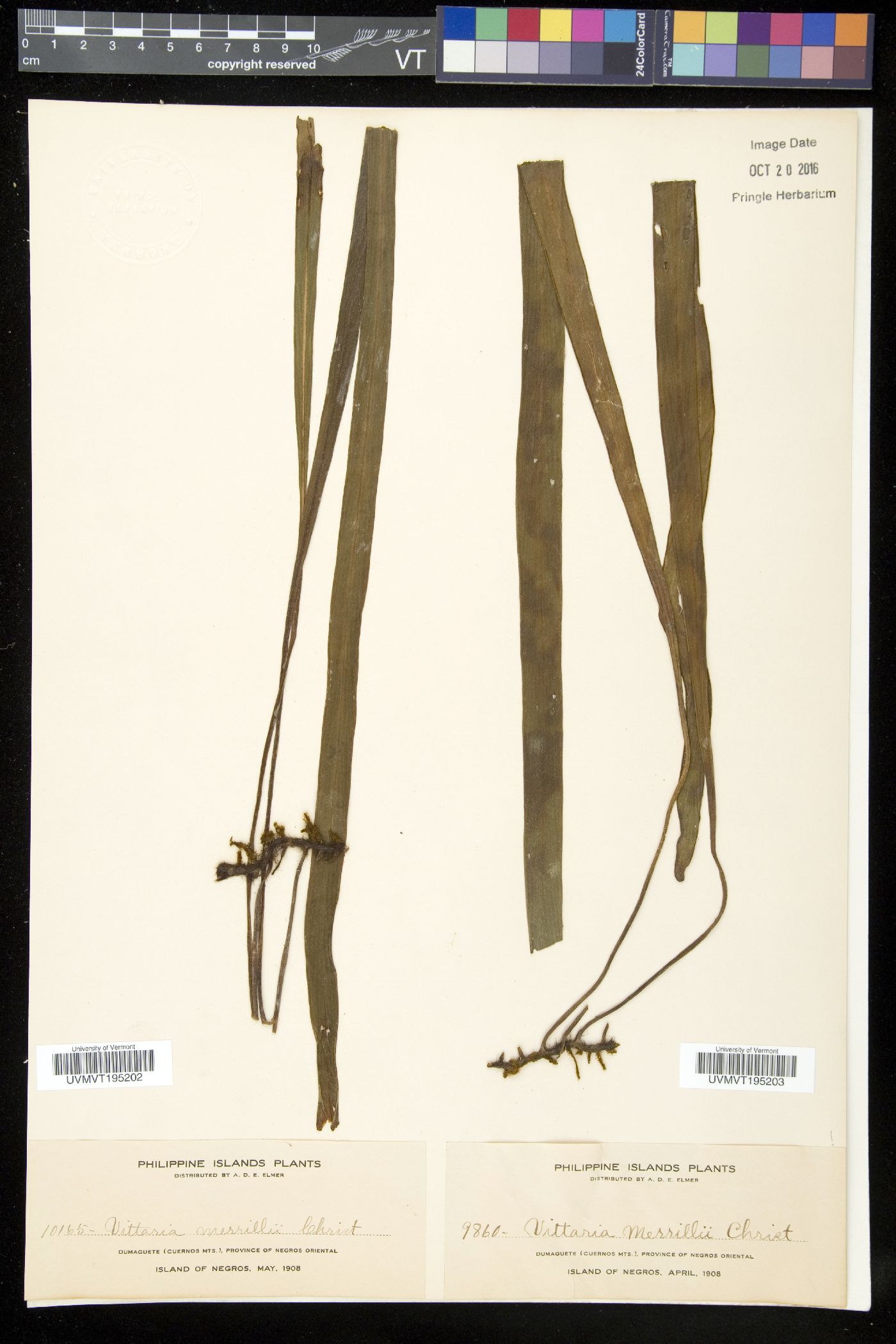 Vittaria merrillii image
