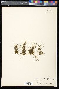 Monogramma trichoidea image
