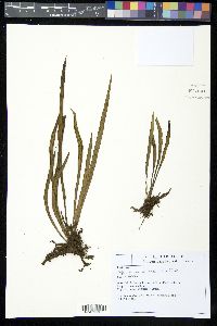 Polytaenium lineatum image