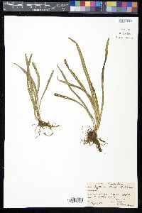 Polytaenium lineatum image