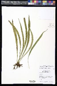 Polytaenium lineatum image