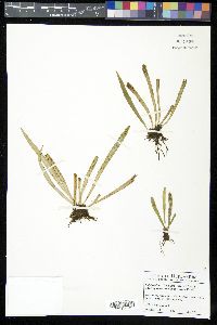 Polytaenium lineatum image