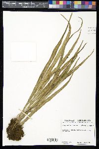 Polytaenium lineatum image