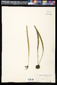 Polytaenium lineatum image