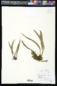 Antrophyum lanceolatum image