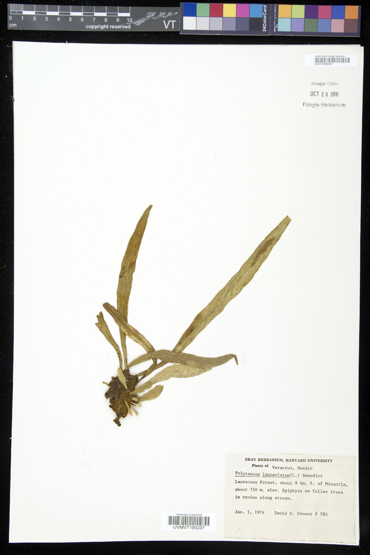 Polytaenium lanceolatum image