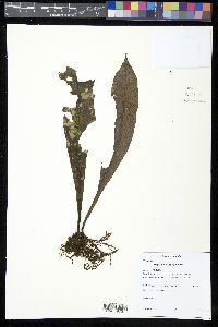 Polytaenium guayanense image