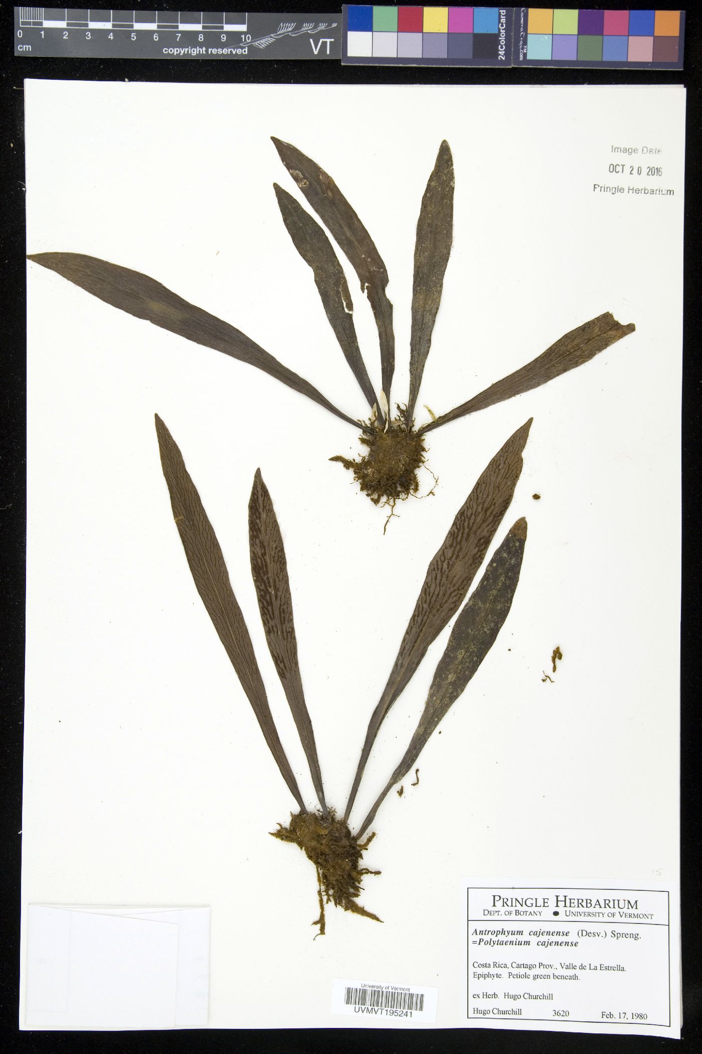 Polytaenium cajenense image