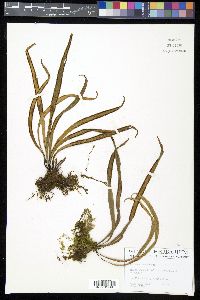 Vittaria remota image