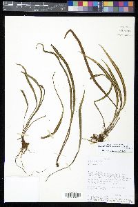 Radiovittaria gardneriana image