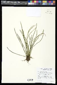 Vittaria graminifolia image