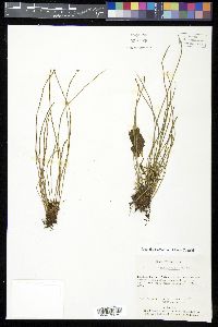 Vittaria graminifolia image