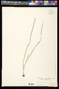 Vittaria graminifolia image