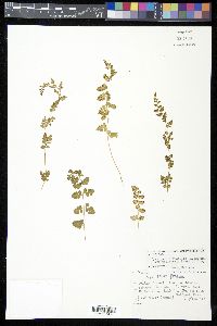 Cystopteris fragilis subsp. fragilis image
