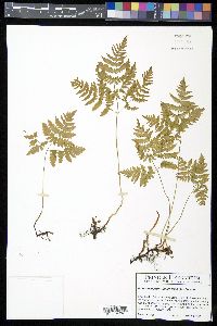 Gymnocarpium dryopteris image