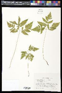 Gymnocarpium dryopteris image