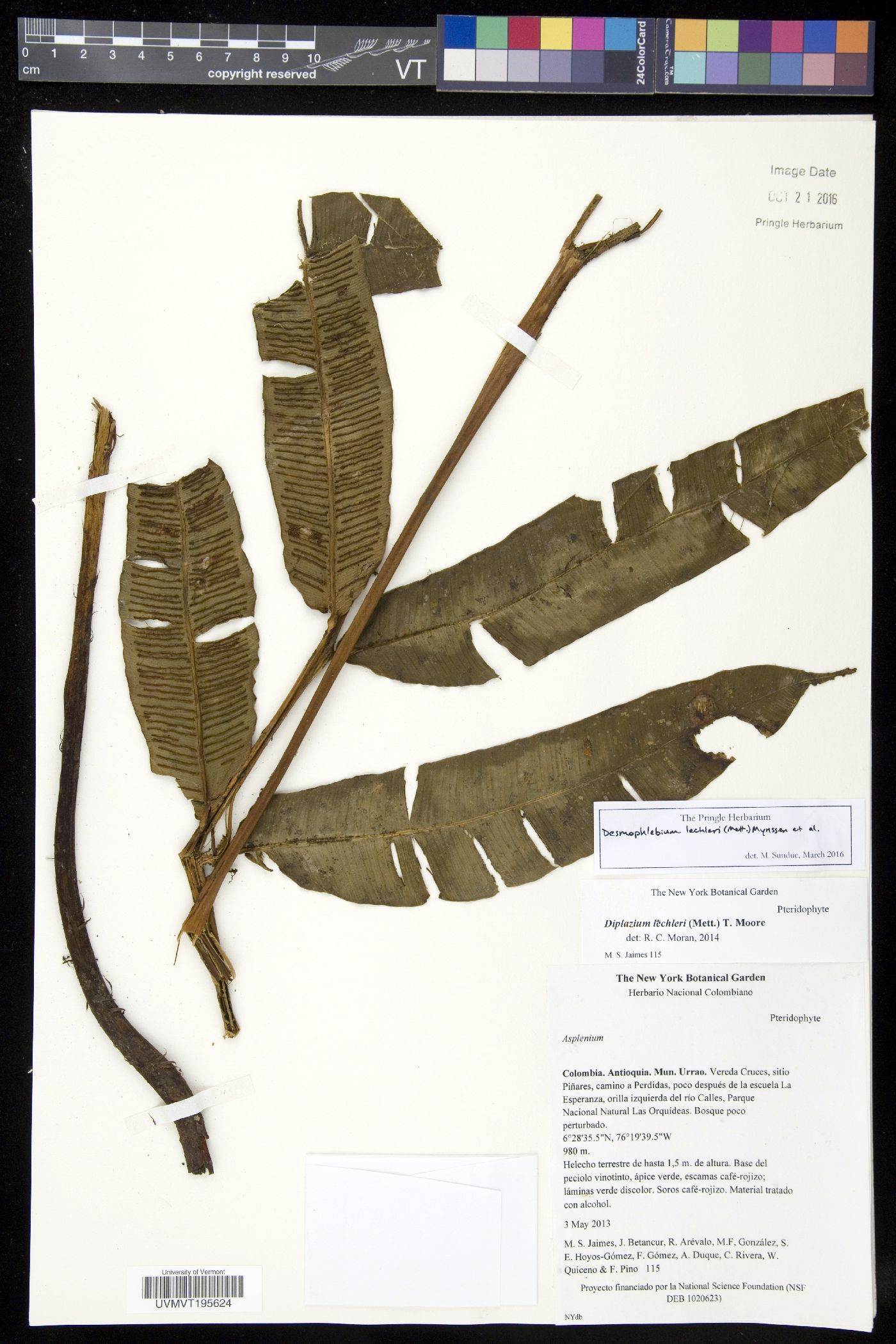 Desmophlebium lechleri image