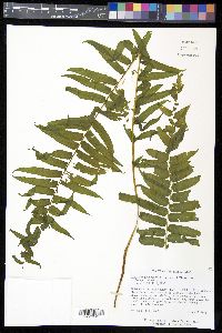 Athyrium pycnocarpon image