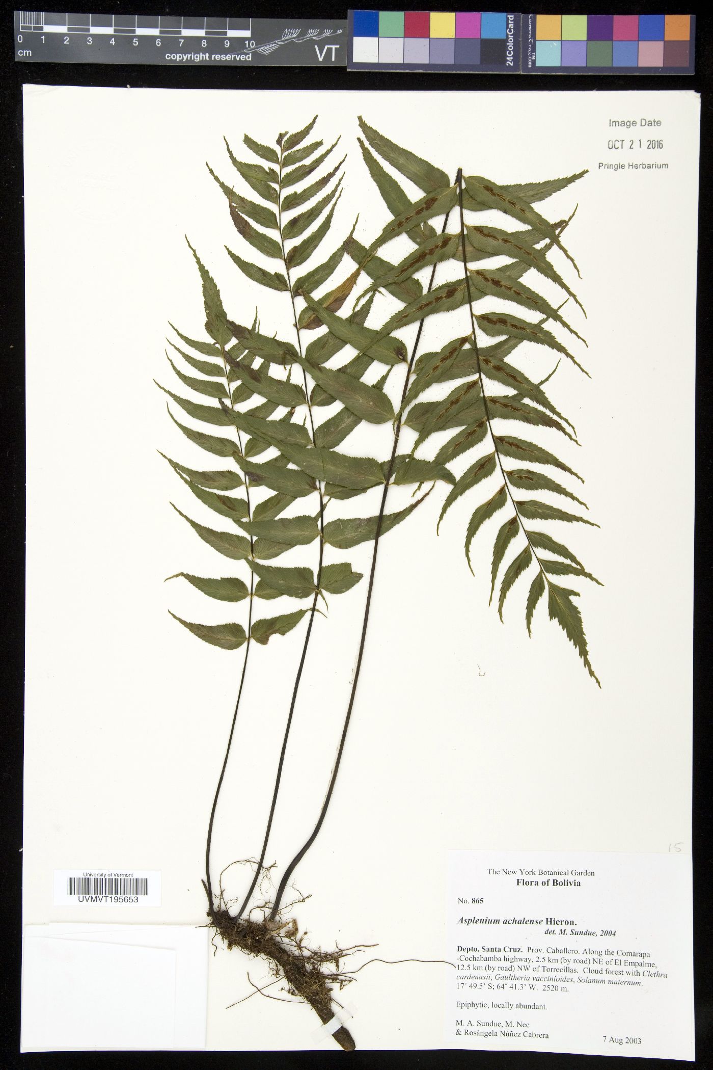 Asplenium achalense image