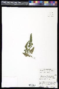 Asplenium abscissum image