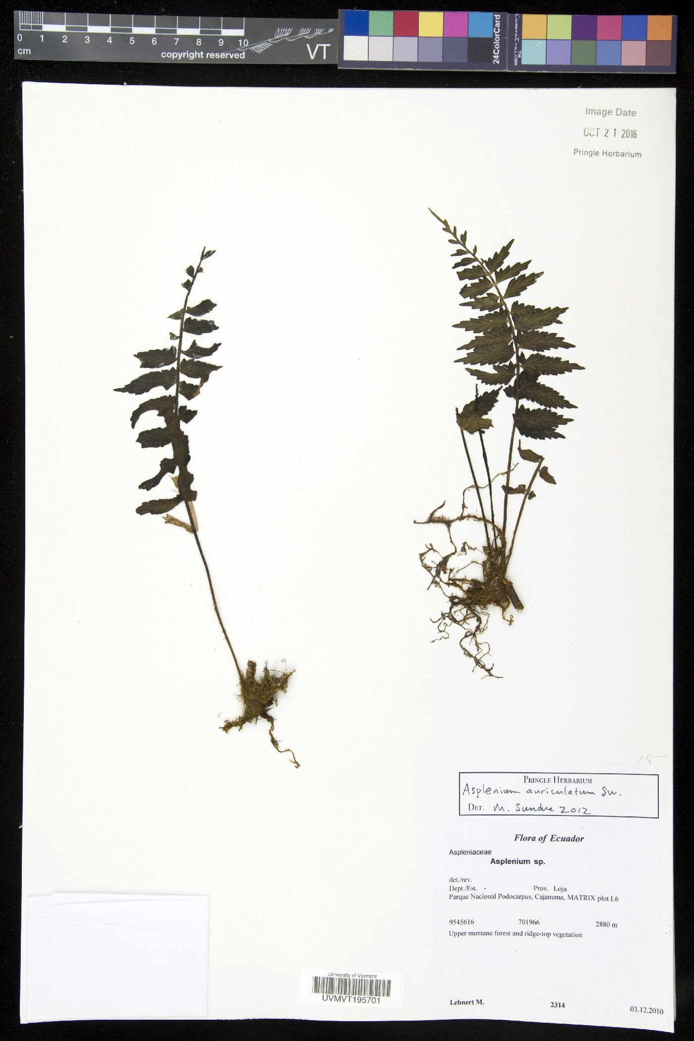 Asplenium auriculatum image