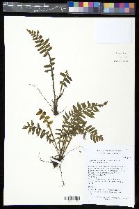 Asplenium alatum image