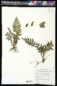 Asplenium alatum image