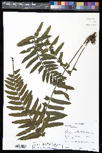 Asplenium alatum image