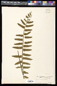 Asplenium alatum image