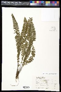 Asplenium claussenii image