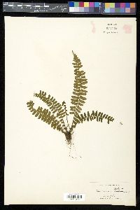 Asplenium laetum image