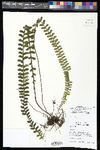 Asplenium castaneum image