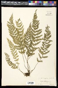 Asplenium myriophyllum image