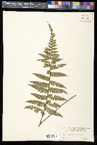 Asplenium cicutarium image
