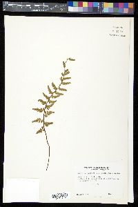 Asplenium bradleyi image