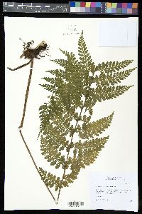 Asplenium blepharophorum image