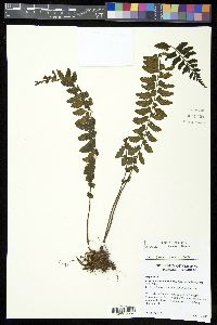 Asplenium barbaense image