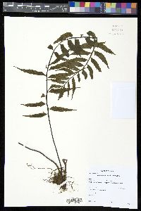 Asplenium cuspidatum image