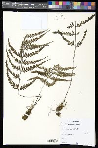 Asplenium cuspidatum image