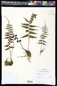 Asplenium cuspidatum image