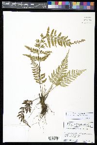 Asplenium cuspidatum image